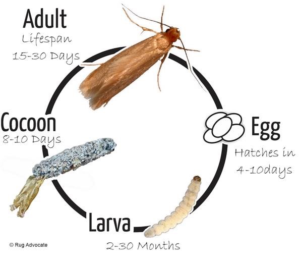 Moth Season - Southern Idaho Rug Washers